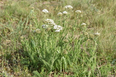 Achillea setacea