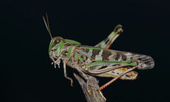 Oedaleus decorus