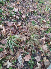 Brachypodium sylvaticum