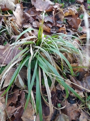 Brachypodium sylvaticum