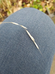 Brachypodium sylvaticum