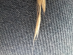 Brachypodium sylvaticum