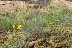 Festuca rupicola