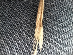 Brachypodium sylvaticum