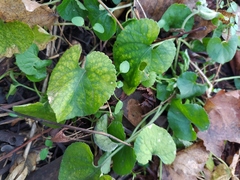 Viola odorata