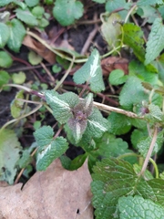 Lamium maculatum