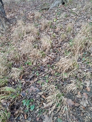 Brachypodium sylvaticum