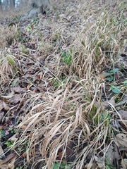 Brachypodium sylvaticum