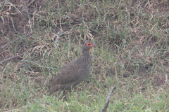 Pternistis swainsonii swainsonii