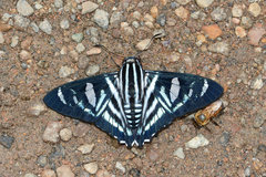 Elbella azeta