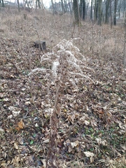 Solidago canadensis