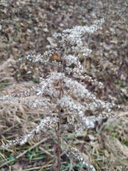 Solidago canadensis