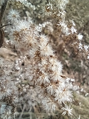 Solidago canadensis