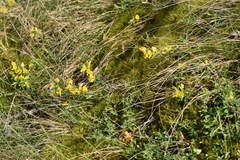 Genista pilosa
