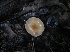 Gymnopus hariolorum