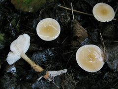 Gymnopus hariolorum