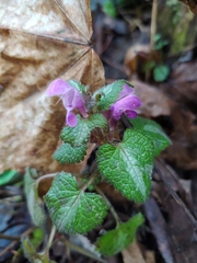 Lamium maculatum