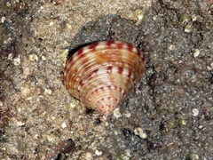 Calliostoma zizyphinum