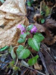 Lamium maculatum