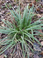 Carex sylvatica