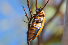 Julodimorpha bakewelli