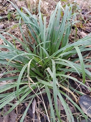Carex sylvatica