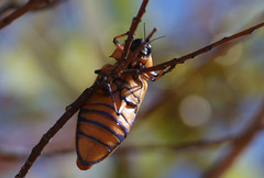 Julodimorpha bakewelli
