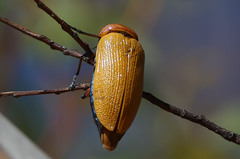 Julodimorpha bakewelli
