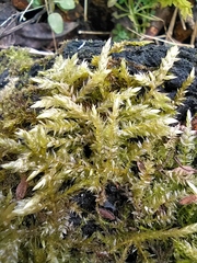 Brachythecium rutabulum