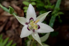 Calochortus lyallii