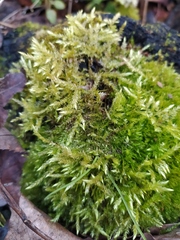 Brachythecium rutabulum