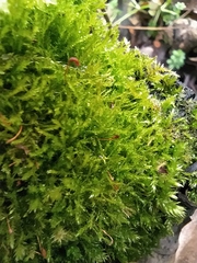 Amblystegium serpens