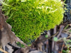 Amblystegium serpens