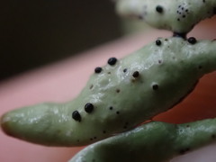 Abrothallus prodiens