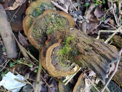 Phellinus igniarius