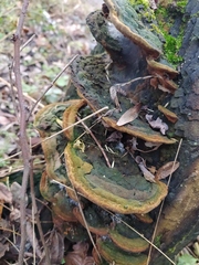Phellinus igniarius