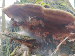Phellinus igniarius