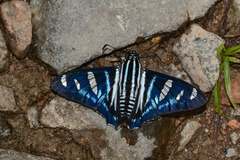 Jemadia albescens