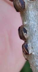 Disholcaspis quercusvirens