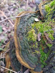 Phellinus igniarius