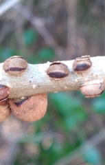 Disholcaspis quercusvirens