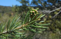 Pinus quadrifolia