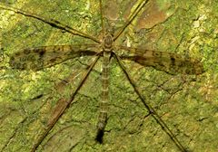 Austrolimnophila argus