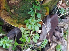 Galium aparine