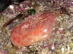 Pyura squamulosa