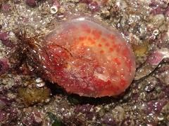 Pyura squamulosa