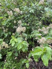 Ceanothus sanguineus