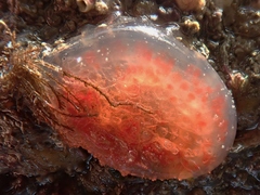 Pyura squamulosa