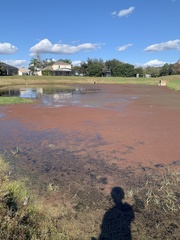 Azolla