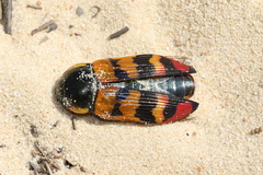 Temognatha mitchellii